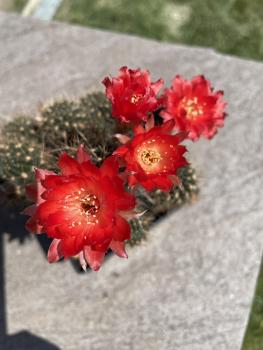 Lobivia hertrichiana